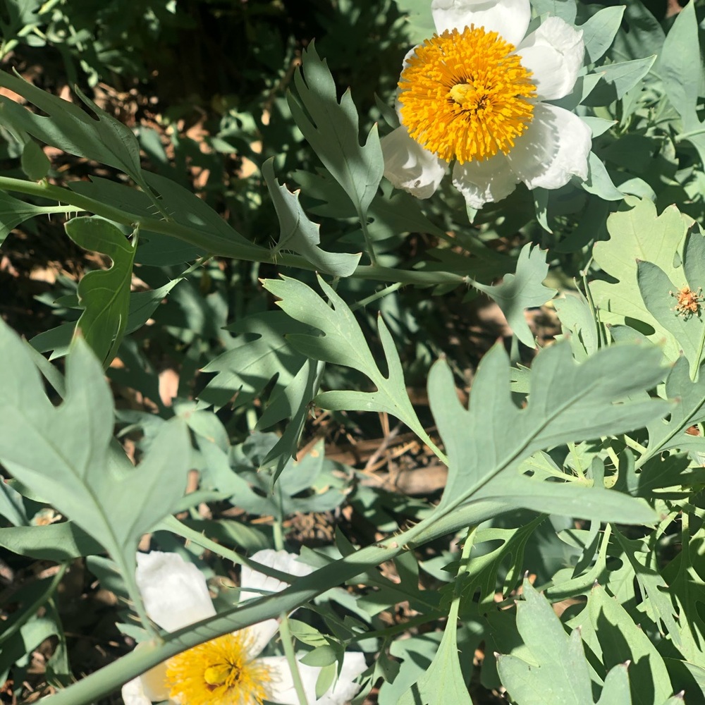 Meet your Posher, Valen